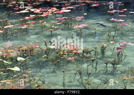 Une belle étang a été surnommé 'Monet's Pond' dans Seki City, préfecture de Gifu au Japon. Situé sur l'approche à Nemichi de culte, l'étang attire de nombreux visiteurs grâce à son étroite ressemblance avec l'étang du peintre impressionniste français Claude Monet's 'Water Lilies' célèbres peintures. L'étang artificiel est alimenté par l'eau de source et très clair. Il a été créé en 1980 et les habitants de nénuphars plantés il y a environ 16 ans et a également publié la carpe dans l'étang. Une association de tourisme local mis en place un centre d'information touristique à proximité temporaire pour aider les nombreux visiteurs qu'il attire. Banque D'Images