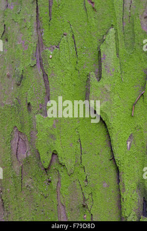 Yew Tree, close-up d'écorce recouverte d'algues vertes Banque D'Images