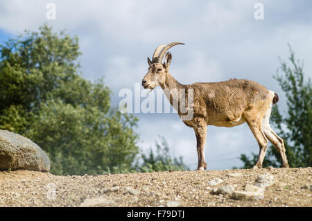 Les jeunes la chèvre de montagne ou à l'Ouest Caucasian tur (Capra caucasica) Banque D'Images