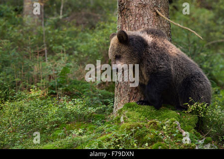 Jeune ourson brun européen ( Ursus arctos ) se dresse sur un rocher, regardant vers le bas, entouré par une forêt sauvage. Banque D'Images