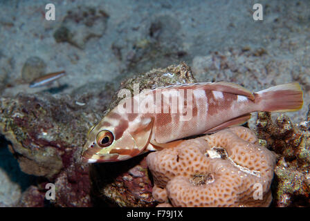 Blacktip grouper, Epinephelus fasciatus, Serranidae, Sharm el Sheikh, Mer Rouge, Egypte Banque D'Images