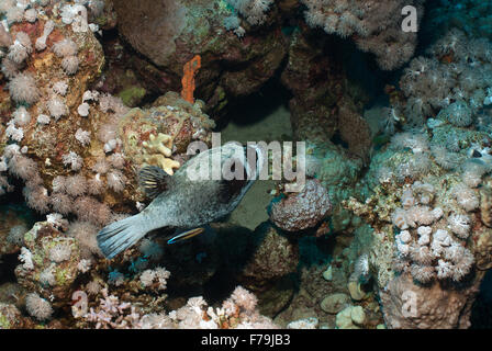 Puffferfish, Arothron diadematus, Tetraodontidae, Sharm el Sheikh, Mer Rouge, Egypte Banque D'Images