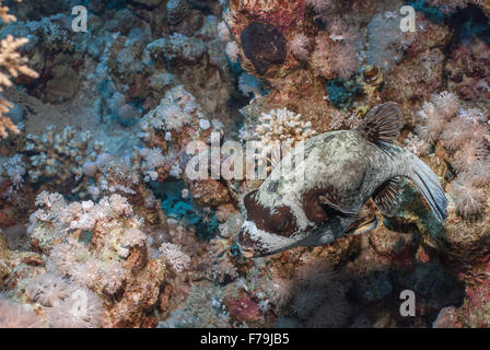 Puffferfish, Arothron diadematus Tetraodontidae, Sharm el Sheikh, Mer Rouge, Egypte Banque D'Images