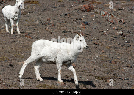 Dall Les chèvres de montagne wild Canada Yukon brebis Banque D'Images