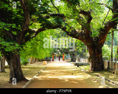 Le chemin entre les grands arbres Banque D'Images