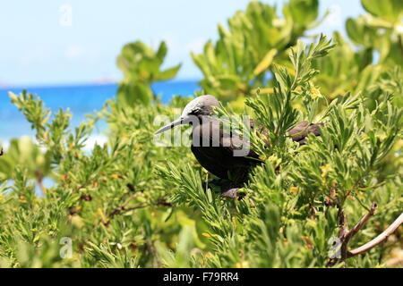 Oiseau de couchage. Noddi brun, noddy commun, Anous stolidus. Cousine Island, Seychelles, océan Indien Banque D'Images