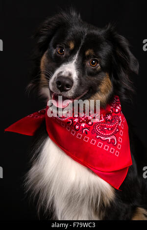 Jeune Berger Australien miniature portrait sur noir Banque D'Images