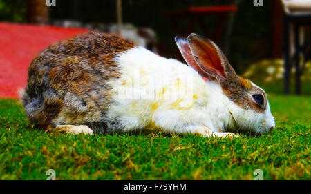 Lapin blanc et brun sur l'herbe Banque D'Images