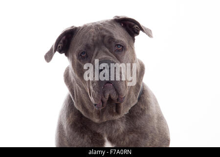 Chien heureux photographié en studio sur un fond blanc Banque D'Images