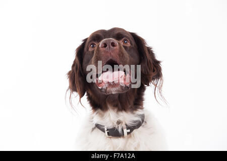 Chien heureux photographié en studio sur un fond blanc Banque D'Images