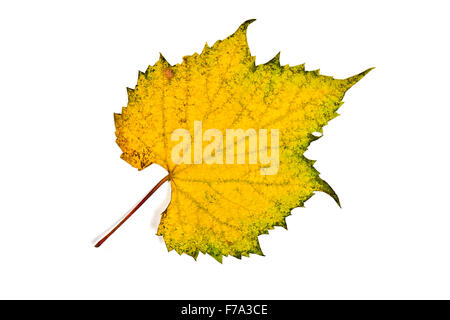 Les raisins d'automne leaf isolé sur fond blanc. With clipping path. Les raisins d'automne par couleur des feuilles de couleur jaune et vert. Banque D'Images