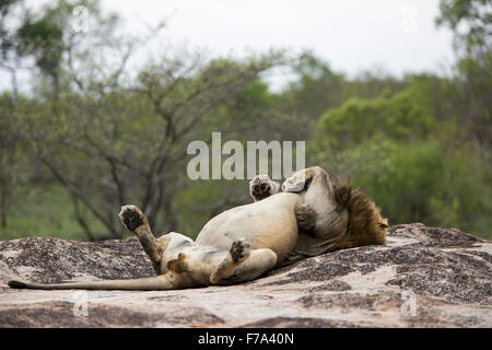 Photo humoristique d'un homme lion reposant sur un rocher avec les quatre pieds en l'air Banque D'Images