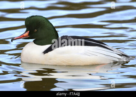 Harle bièvre - Mergus merganser mâle adulte. Banque D'Images