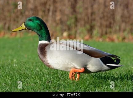 Canard colvert - Anas platyrhynchos - mâle Banque D'Images