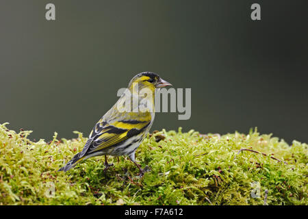 Eurasienne colorés de Symons / Erlenzeisig ( Spinus spinus Carduelis spinus / ) est assis sur un tas de moos. Banque D'Images