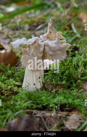 White Saddle, Elfin saddle, Commun helvel Herbst-Lorchel Herbstlorchel,,, Krause, Lorchel Helvella crispa, Helvella pithyophila Banque D'Images