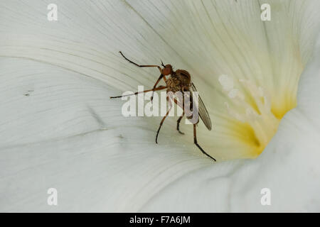 Fly, Danse Danse, dancefly danceflies, mouches, danse-fly, danse-mouches, Helle, Tanzfliege Empis livida, Empididae, Tanzfliegen Banque D'Images