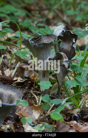 Horn of plenty, trompette noire, chanterelle, Herbsttrompete Totentrompete Craterellus cornucopioides,,, Cantharellus Banque D'Images