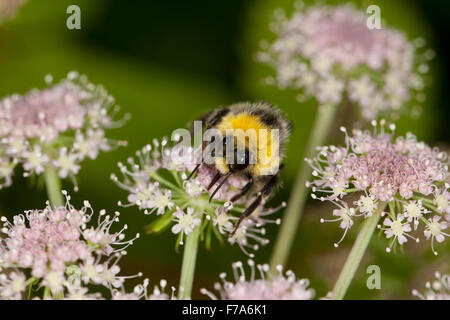 Le cerf de bourdon, bourdon, Helle, Erdhummel Erdhummel Weißschwanz-, Hellgelbe Erdhummel, Bombus lucorum, Blütenbesuch Banque D'Images