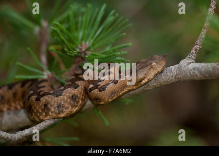 Sand Viper, nez-vipère à cornes, vipère à cornes, Hornotter Sandotter Europäische, Hornviper Sandviper,,, loutre, Vipera ammodytes Banque D'Images