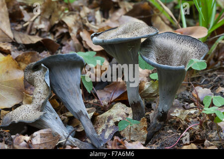 Horn of plenty, trompette noire, chanterelle, Herbsttrompete Totentrompete Craterellus cornucopioides,,, Cantharellus Banque D'Images