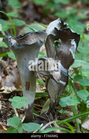 Horn of plenty, trompette noire, chanterelle, Herbsttrompete Totentrompete Craterellus cornucopioides,,, Cantharellus Banque D'Images