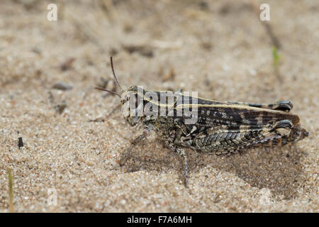 Criquet italien, la société Schönschrecke Calliptenus, Calliptamus italicus, cerisanus, le Criquet italien, Caloptène italien Banque D'Images