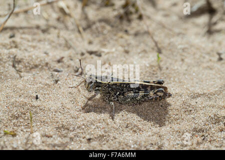 Criquet italien, la société Schönschrecke Calliptenus, Calliptamus italicus, cerisanus, le Criquet italien, Caloptène italien Banque D'Images