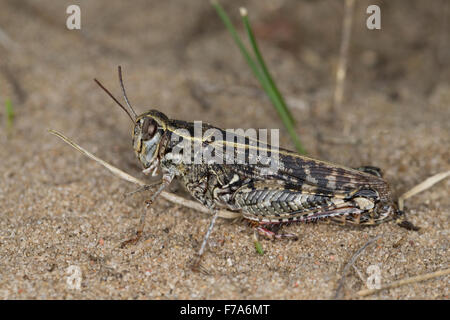 Criquet italien, la société Schönschrecke Calliptenus, Calliptamus italicus, cerisanus, le Criquet italien, Caloptène italien Banque D'Images