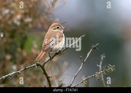 - Lanius isabellinus Isabelline Shrike Banque D'Images