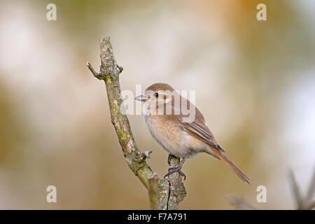 - Lanius isabellinus Isabelline Shrike Banque D'Images