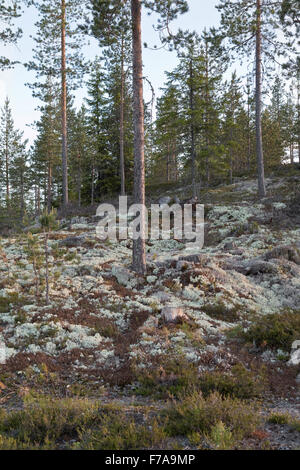 Cladonie dans une forêt norvégienne Banque D'Images