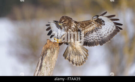 Buse variable (Buteo buteo), l'atterrissage sur un vieux jeu, zone de la biosphère du Jura souabe, Bade-Wurtemberg, Allemagne Banque D'Images