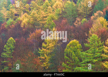 Forêt mixte d'automne avec le mélèze (Larix), les épinettes (Picea abies) et les hêtres (Fagus sylvatica), Rhénanie du Nord-Westphalie Banque D'Images