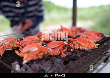 Clé grillés (Crabe Crabe grenouille rouge) Banque D'Images