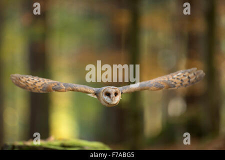 Grange Owl / Schleiereule ( Tyto alba ) en vol à travers un automne coloré bois ouvert, Europe. Banque D'Images