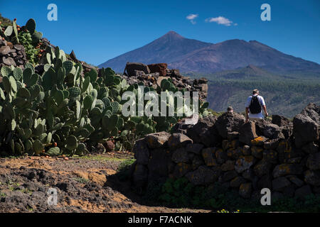 Les promeneurs passant, le figuier de barbarie opuntia ficus plantes sur un chemin vers El Molledo avec Teide et le Pico Viejo dans la distance, Teneri Banque D'Images