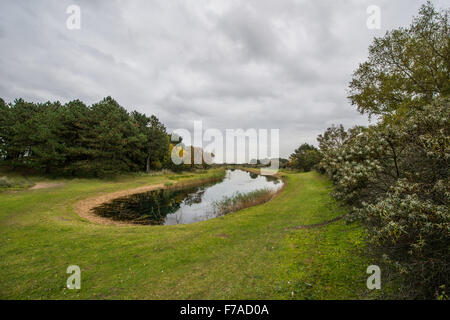 Les dunes de l'approvisionnement en eau d'Amsterdam est l'une des plus grandes zones de dunes aux Pays-Bas et est utilisé pour la collecte de l'eau Banque D'Images