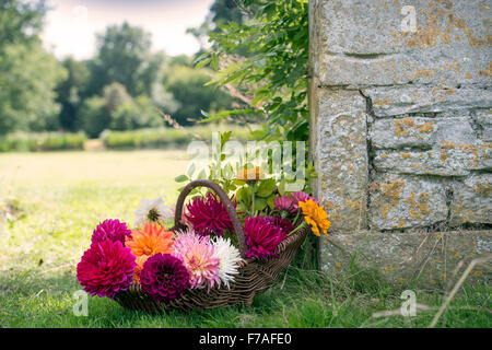 La vie encore de couper de dahlias et de Zinnia fleurs dans un panier en osier UK Banque D'Images