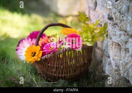 La vie encore de couper de dahlias et de Zinnia fleurs dans un panier en osier UK Banque D'Images