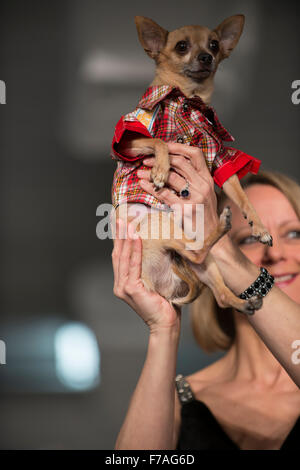 Pose dans un doggy canine design by Mon chiot fabuleux au cours de la Semaine de la mode de Brooklyn. Banque D'Images