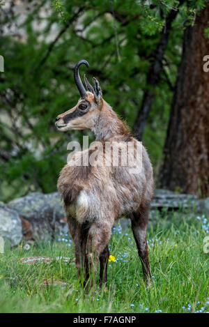 Chamois des Alpes (Rupicapra rupicapra) dans les forêts de conifères en mélèze au printemps Banque D'Images