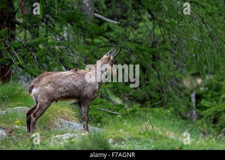 Chamois des Alpes (Rupicapra rupicapra) dans les forêts de conifères en mélèze au printemps Banque D'Images