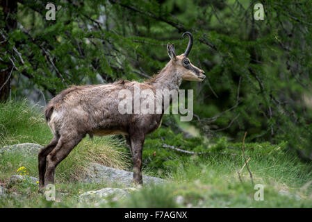 Chamois des Alpes (Rupicapra rupicapra) dans les forêts de conifères en mélèze au printemps Banque D'Images