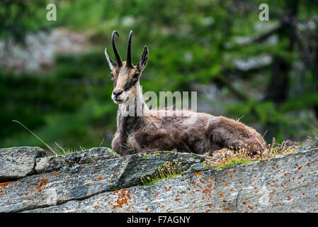 Chamois des Alpes (Rupicapra rupicapra) reposant sur le roc ledge dans les forêts de conifères au printemps Banque D'Images