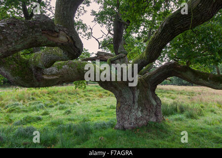 L'old English oak / chêne pédonculé / arbre de chêne français (Quercus robur) dans le pré Banque D'Images