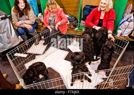 Funny Crufts pix . 2012 , Birmingham NEC Banque D'Images