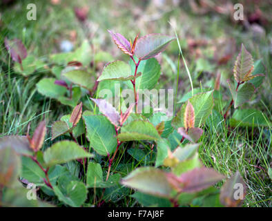 La renouée japonaise (Fallopia japonica) croissant dans une pelouse UK Banque D'Images