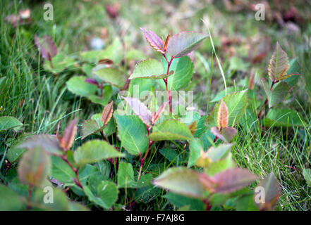 La renouée japonaise (Fallopia japonica) croissant dans une pelouse UK Banque D'Images