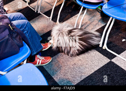 Funny Crufts pix . 2012 , Birmingham NEC Banque D'Images